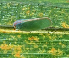 Ormenaria rufifascia
