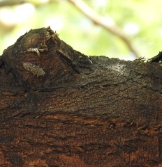 Chrysobothris octocola