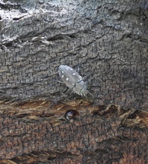 Chrysobothris octocola