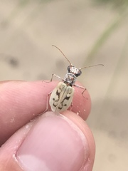Ellipsoptera lepida