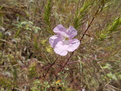 Agalinis densiflora