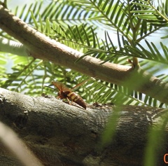 Sphecius