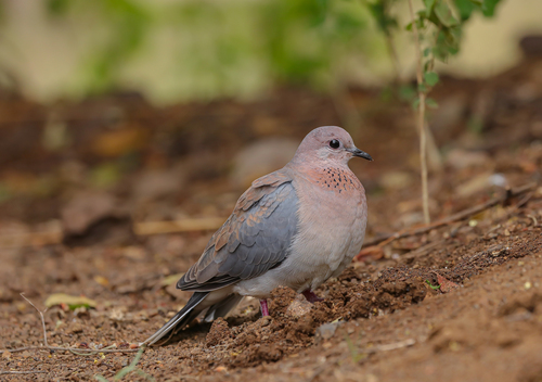 Laughing Dove