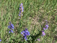 Penstemon glaber