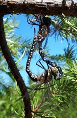 Aeshna interrupta interrupta