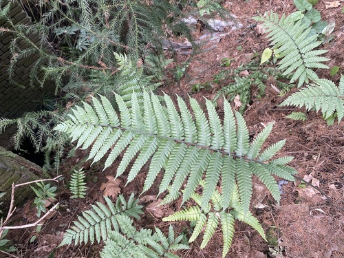 Thelypteris leveillei iNat (3)