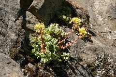 Sedum oregonense