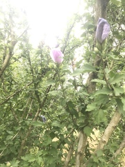 Hibiscus syriacus
