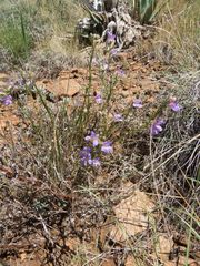 Penstemon linarioides
