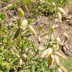 Silene douglasii