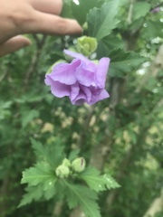 Hibiscus syriacus