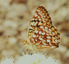 Speyeria hesperis