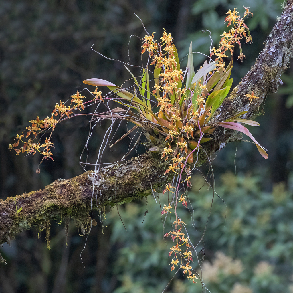 Oncidium lehmannii