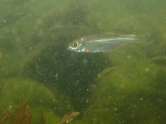 Alburnoides bipunctatus