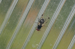 Seioptera vibrans