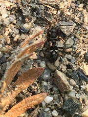 Slaterobius insignis