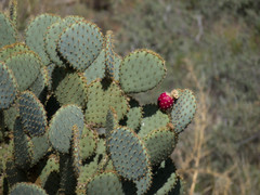 Opuntia chlorotica