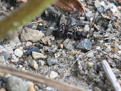 Slaterobius insignis