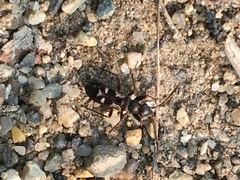 Slaterobius insignis