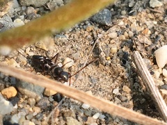 Slaterobius insignis