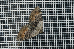 Xanthorhoe quadrifasiata