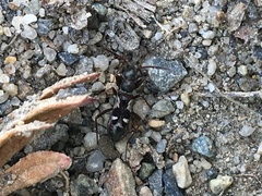 Slaterobius insignis