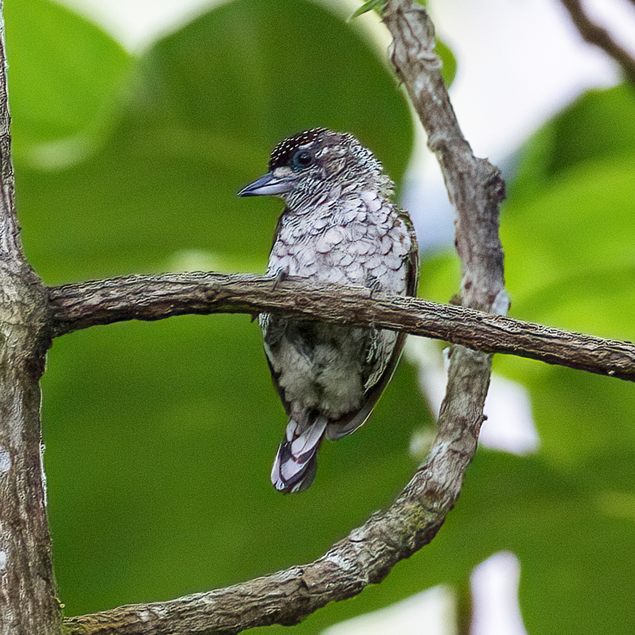 Scaled Piculet (Picumnus squamulatus), photo 9