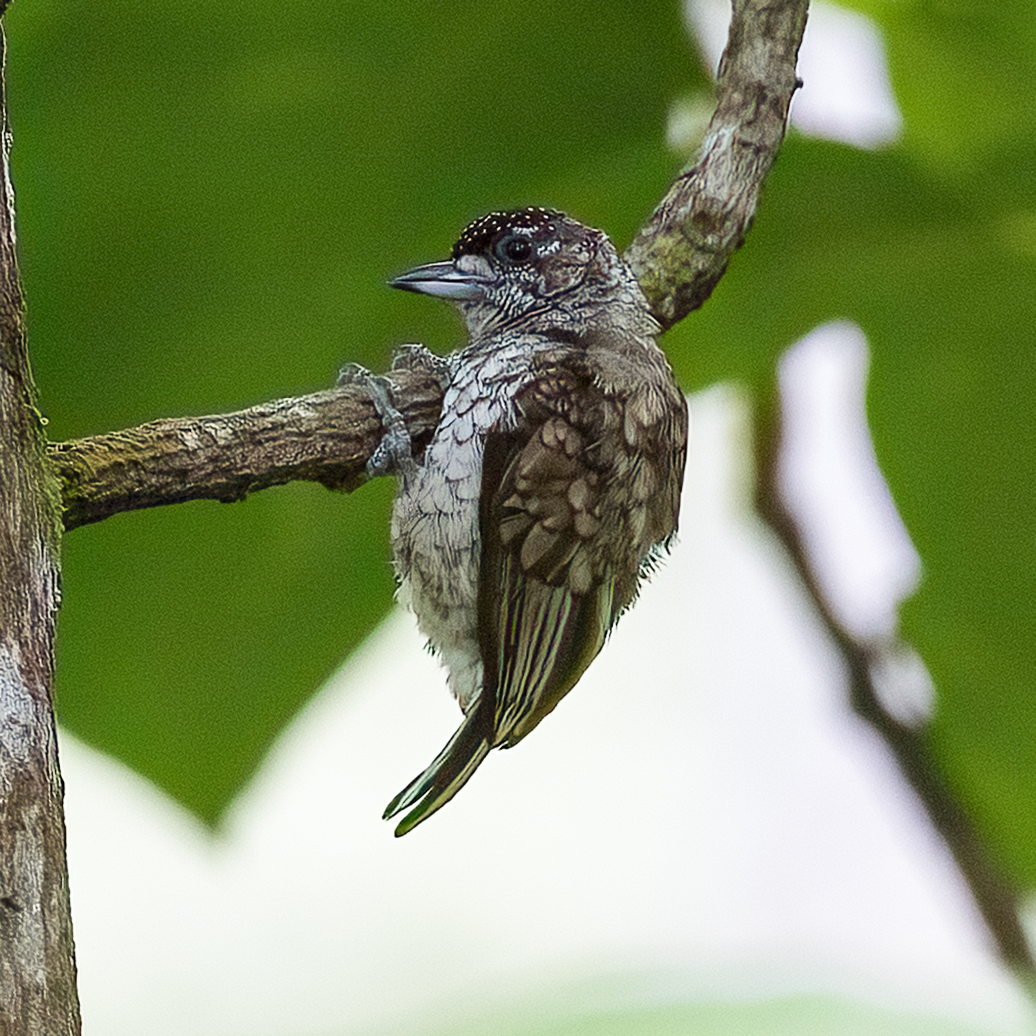 Scaled Piculet (Picumnus squamulatus), photo 10