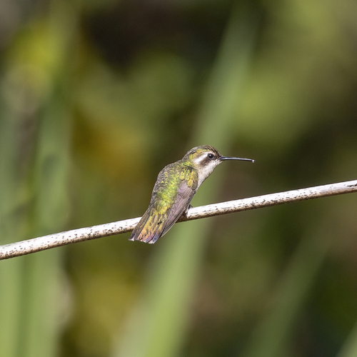 Coppery Emerald (Chlorostilbon russatus)