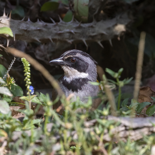Sierra Nevada Brushfinch (Arremon basilicus), photo 8