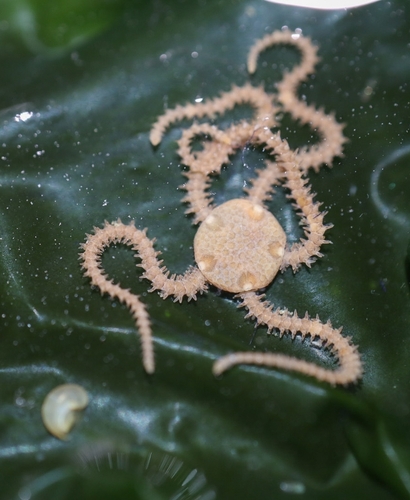 Dwarf Brittle Star