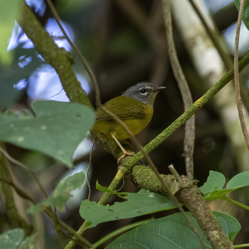 White-lored Warbler (Myiothlypis conspicillata), photo 7