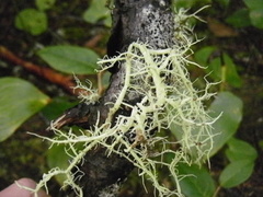 Usnea flavocardia
