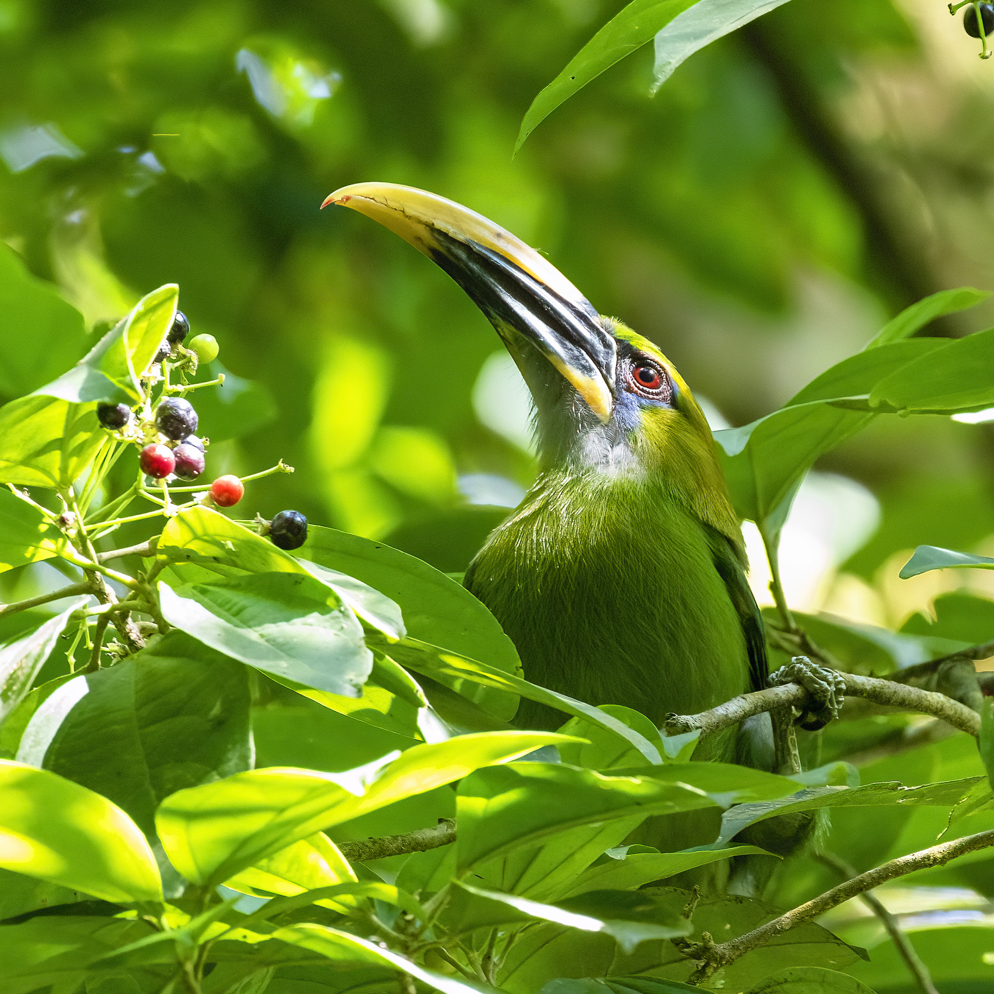 Groove-billed Toucanet (Aulacorhynchus sulcatus), photo 6