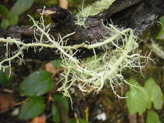 Usnea flavocardia