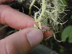 Usnea flavocardia