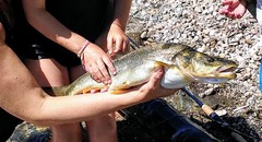 Ptychocheilus oregonensis