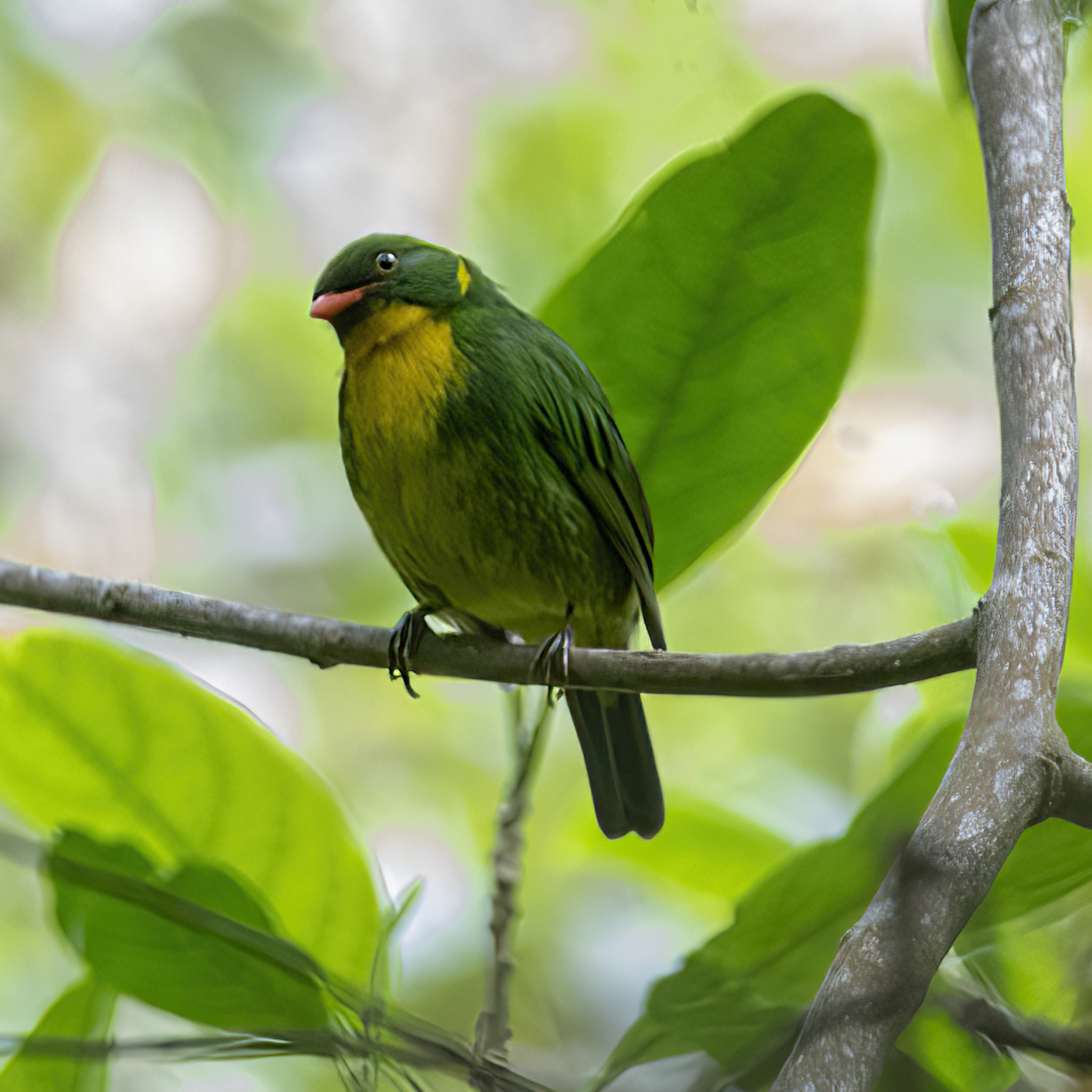 Golden-breasted Fruiteater (Pipreola aureopectus), photo 9