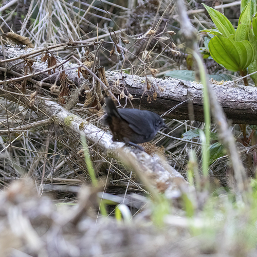 Brown-rumped Tapaculo (Scytalopus latebricola), photo 4