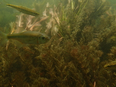 Alburnoides bipunctatus