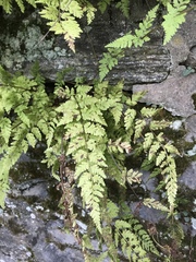 Cystopteris tennesseensis