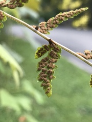 Cystopteris tennesseensis