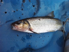 Semotilus corporalis