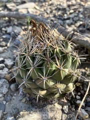 Coryphantha salinensis