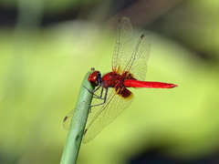 Aethriamanta circumsignata