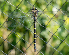 Cordulegaster erronea