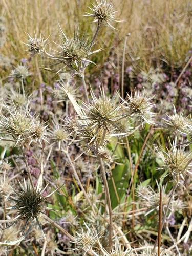 Image of Eryngium petiolatum by no rights reserved