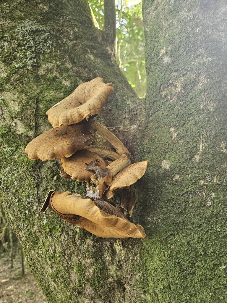 Cyclocybe parasitica · January 2025 · photo: © jacog (iNaturalist, cc0)