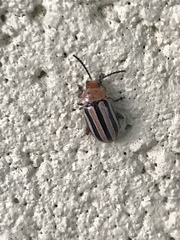 Disonycha leptolineata