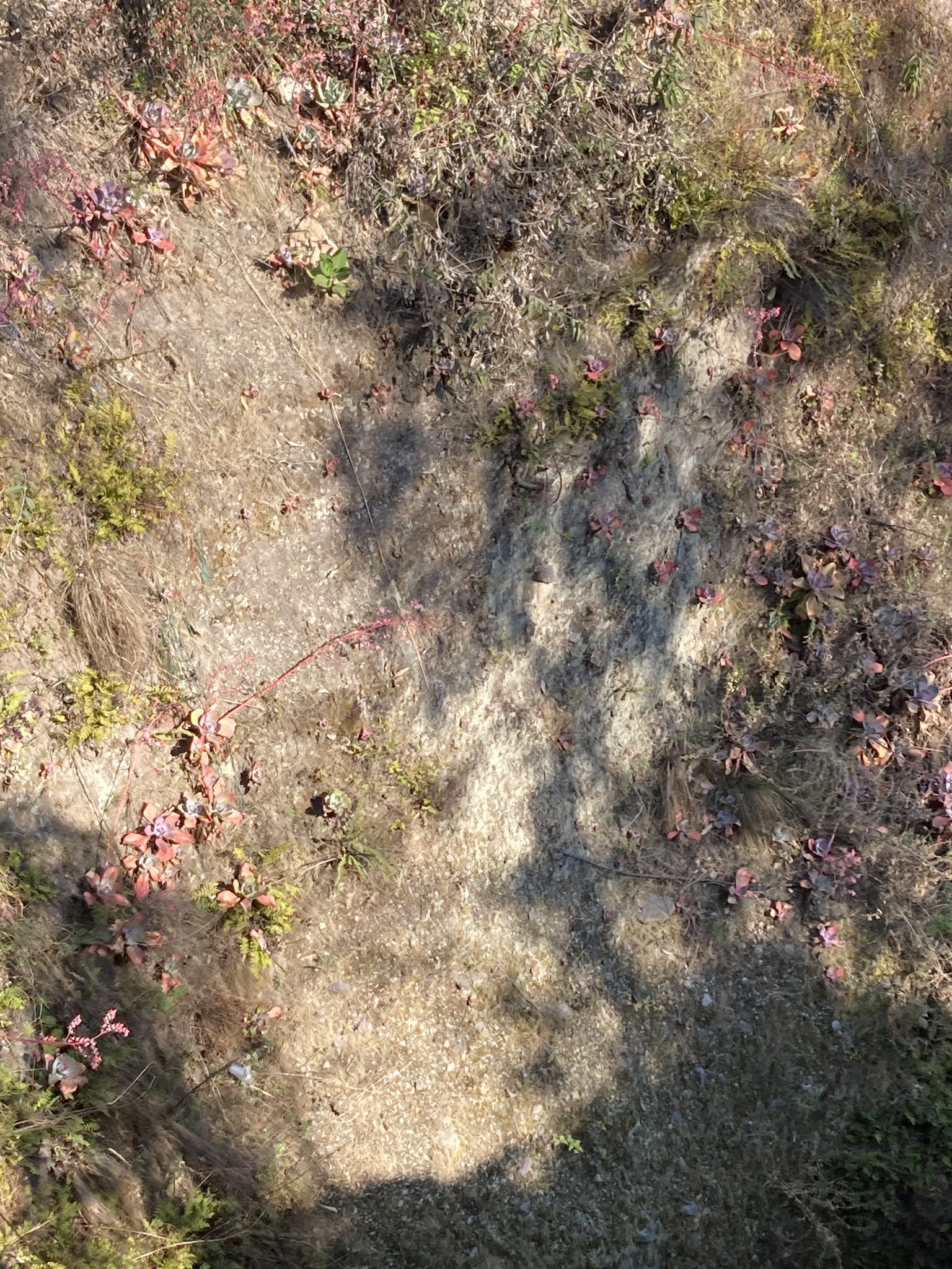 Imagem de Rosa-de-pedra